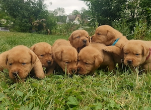 Labrador Welpen Foxred