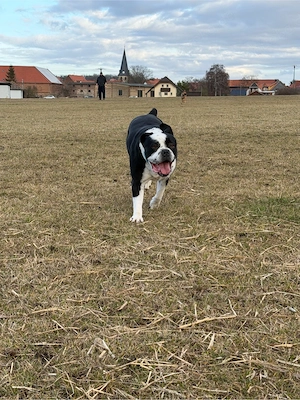 cane corso mix hündin