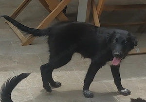 2 Mini Border Collie Mix Welpen 5Mon Ausreise nach Adoption 
