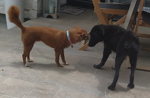 Mini Border Collie Mix Welpen Rüde Hündin 9+11kg 6Mon