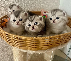 BKH Kitten