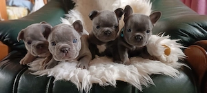 Französische bulldogge welpen 