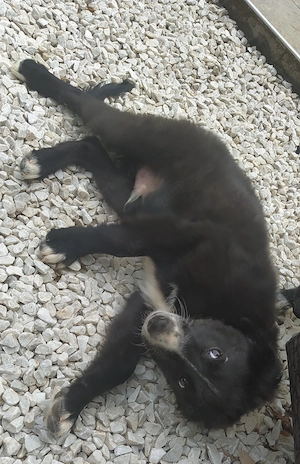 Kleinere Border Collie Mix Welpen 7Mon Ausreise nach Adoption  Bild 7