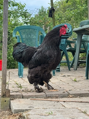 brahma hühner 5 stck 1 huhn 4 hahn 