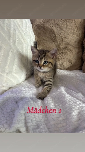 BKH kitten mädchen ab jetzt abzugeben 