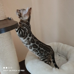 Wunderschönes Bengal Mädchen mit Stammbaum. Abgabebereit!
