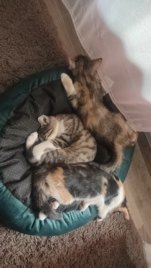 Katzen Baby Männchen 10 Wochen grau weiß gestreift