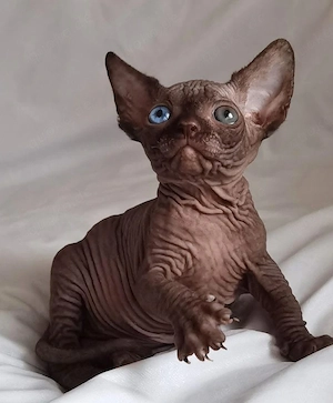Süße Sphynx-Kätzchen suchen liebevolles Zuhause
