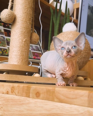 Sphynx-Kätzchen (männlich & weiblich) 