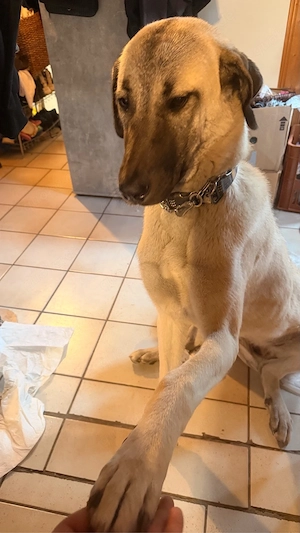 anatolischer herdenschutz hund 