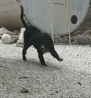 Kleinere Border Collie Mix Welpen 7Mon Ausreise nach Adoption  Bild 8