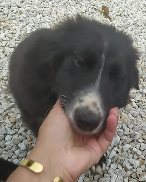 2 Mini Border Collie Mix Welpen 5Mon Ausreise nach Adoption 