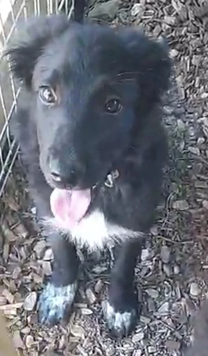 2 Mini Border Collie Mix Welpen 5Mon Ausreise nach Adoption 