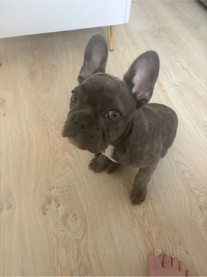 französische Bulldogge