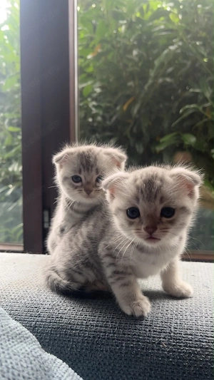    Coco & Chanel: Zwei zuckersüße Katzenkinder suchen ihr Traumzuhause!   