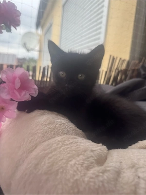 katzenbabys kitten 