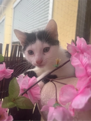 Katzenbabys
