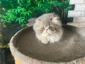 Perser Kitten abzugeben