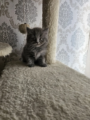 BKH Langhaar Kitten   Blue | Abgabe ab der 12. Woche