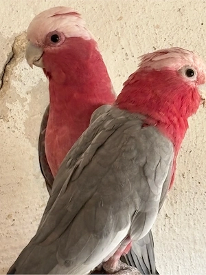 Rosakakadus