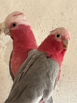 Rosakakadus