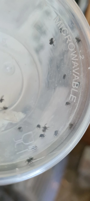 Phidippus regius "White" Bahamas zu verkaufen 