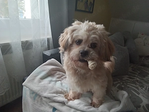 Pilou sucht ein zu Hause