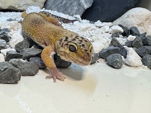 Leopardgecko Mädels 