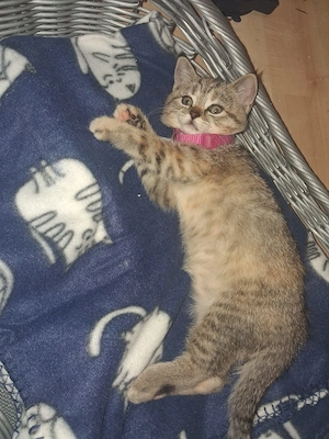 Babykatzen 11woche