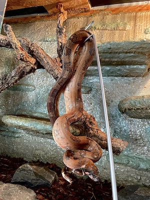  Hypo Leopard Boa 1.0 poss. Super Leopard, 66% ph Blood