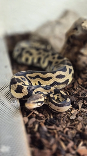 Python Pastel