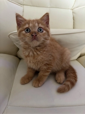 BKH Katze 