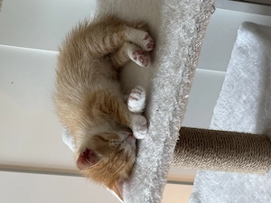 Babykatze zu verkaufen 