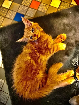 Reinrassige Maine-Coon Babys