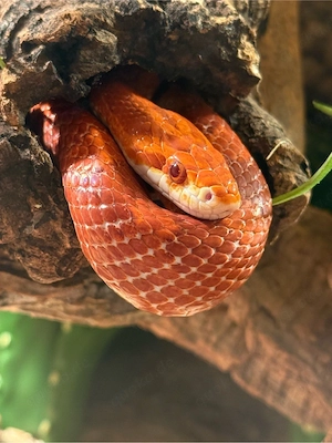 Kornnatter 0.1 2014