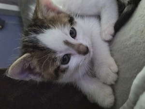 Süsser Kater sucht ein  Zuhause
