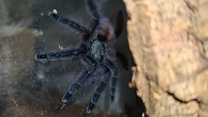 Wunderschöne Vogelspinne  inkl. Würfel Terrarium abzugeben   Nur Abholung