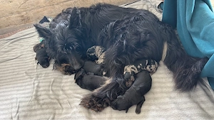 Altdeutsche Hütehund Welpen 