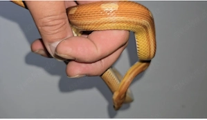 7 Kornnattern 