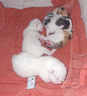 Mischlings Babykatzen.