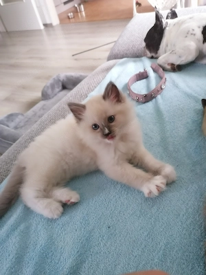 Ragdoll Kitten am 4.5.26 geb suchen ab August ein liebevolles für immer zu Hause. S