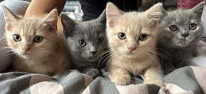 Reinrassige bkh kitten 
