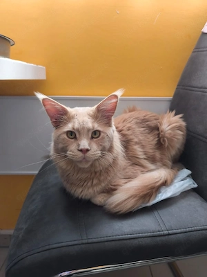 Main Coon Deckkater 