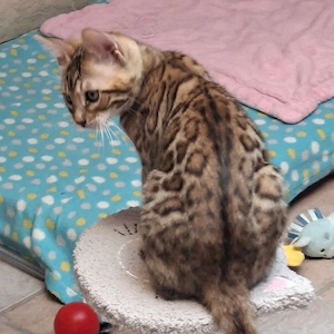 Reinrassige Bengal Kitten, mit Stammbaum, ab sofort abgabebereit  Bild 7