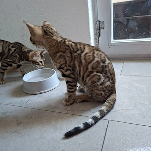 Reinrassige Bengal Kitten, mit Stammbaum, ab sofort abgabebereit  Bild 8