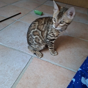 Reinrassige Bengal Kitten, mit Stammbaum, ab sofort abgabebereit  Bild 5