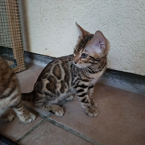 Reinrassige Bengal Kitten, mit Stammbaum, ab sofort abgabebereit  Bild 6