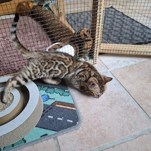 Reinrassige Bengal Kitten, mit Stammbaum, ab sofort abgabebereit  Bild 9
