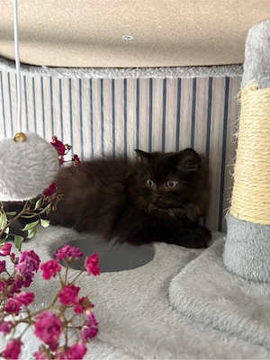 in liebevolles zuhause abzugbebe 