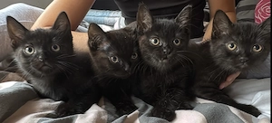 Bkh mix kitten zu verkaufen 